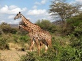 Východní Afrika – žirafy – foto manželé Pliskovi