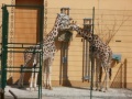 Výlet do plzeňské Zoo 2011