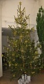 Vánoční strom v ZŠ Nepomuk 2012