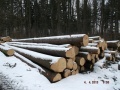 Veřejná zakázka: Nabídka prodeje dřevní hmoty z obecních lesů města Nepomuk 11. 4. 2013