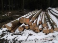 Veřejná zakázka: Nabídka prodeje dřevní hmoty z obecních lesů města Nepomuk 11. 4. 2013