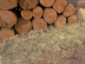 Prodej dřevní hmoty Nepomuk 22.4.2015