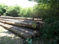 Nabídka prodeje dřevní hmoty z obecních lesů města Nepomuk 10.06.2015