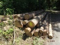 Nabídka prodeje dřevní hmoty z obecních lesů města Nepomuk 10.06.2015