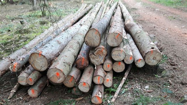 Prodej dřevní hmoty Nepomuk 23.09.2016