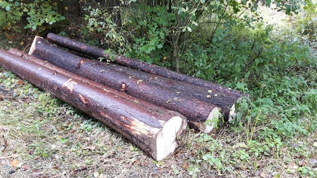 Prodej dřevní hmoty Nepomuk 13.10.2016